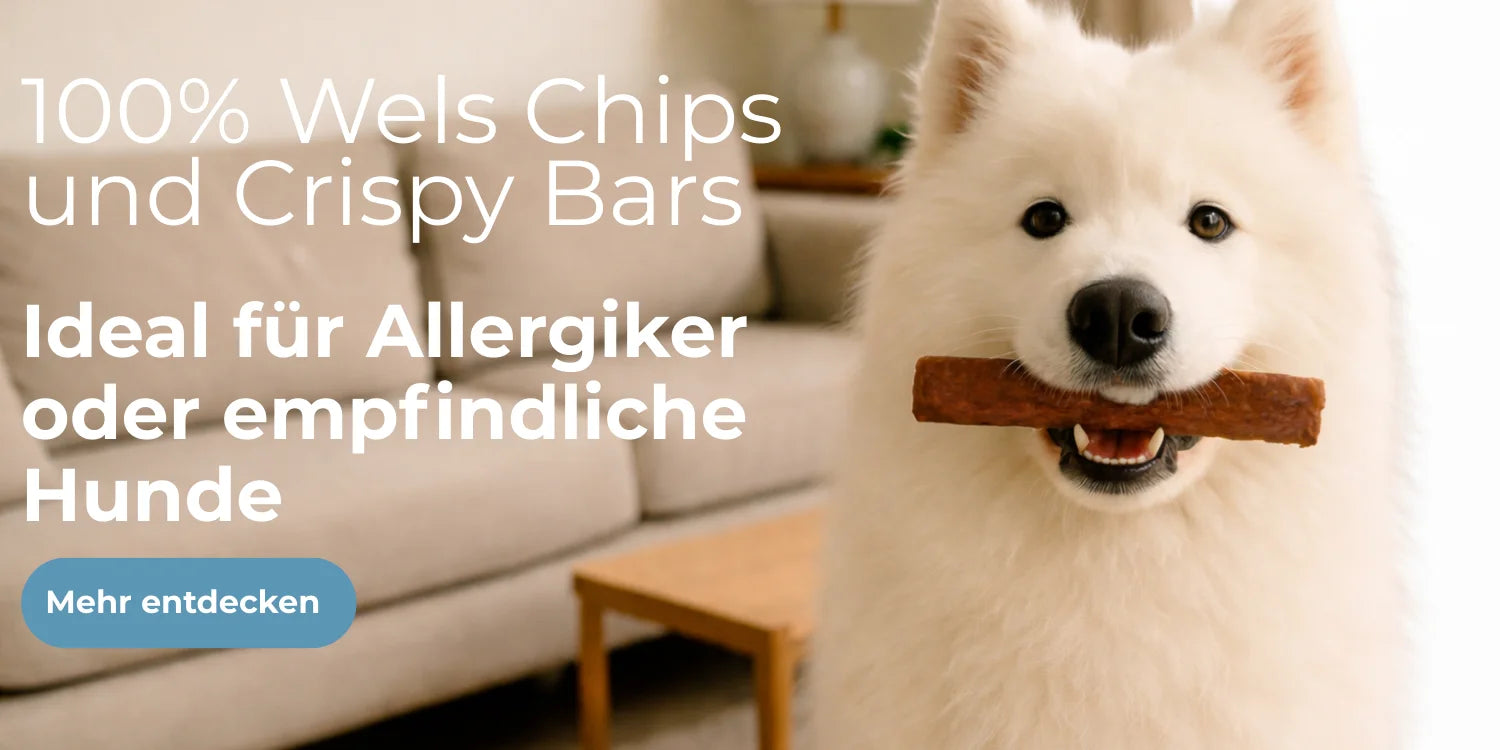 Weißer Hund mit einem knusprigen Fischriegel