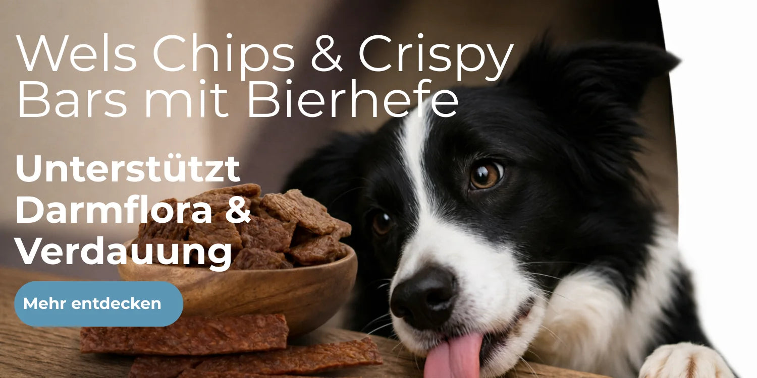 Border Collie neben einer Schale mit Fischsnacks