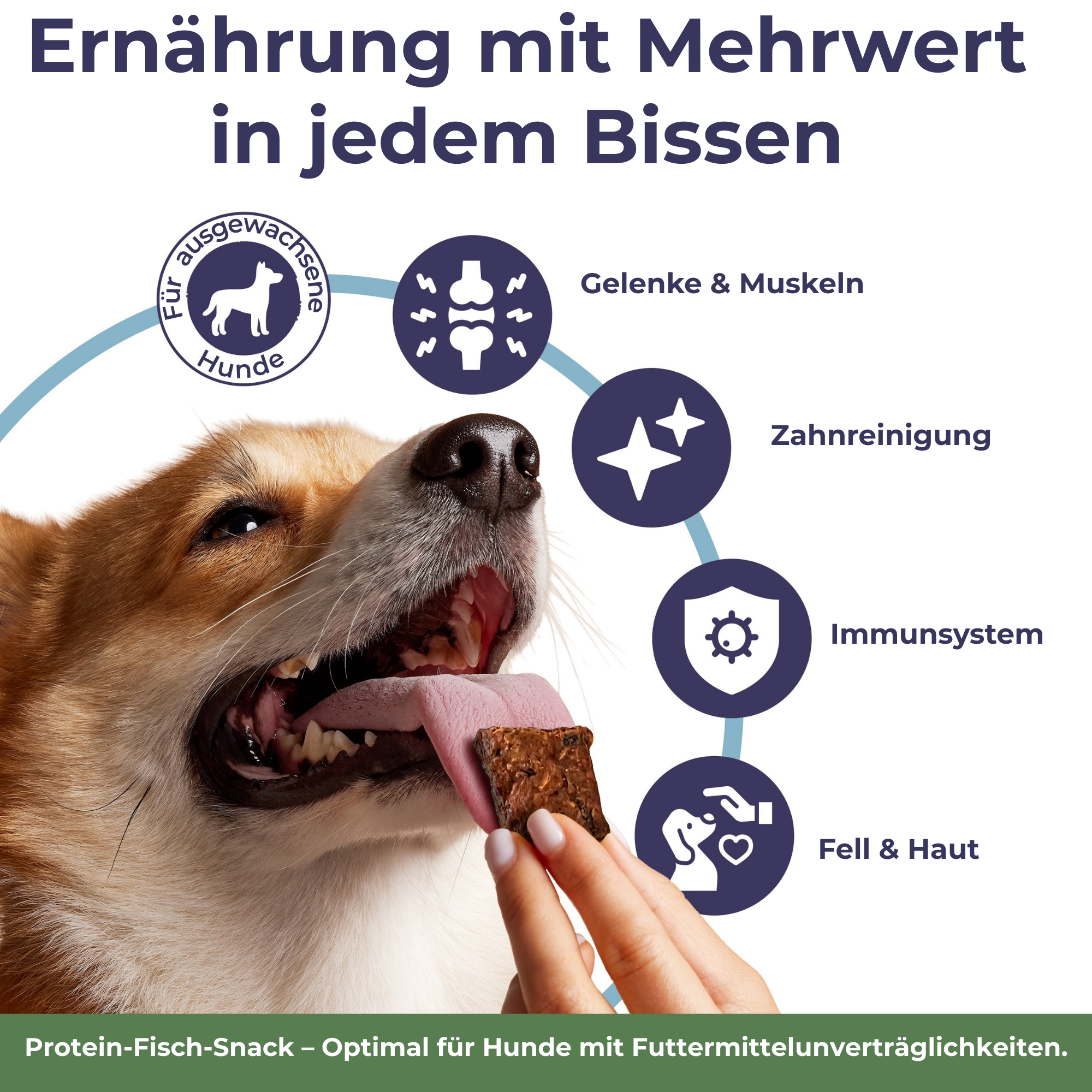 Chips de poisson-chat aux graines de courge | 3x125g | friandise pour chien