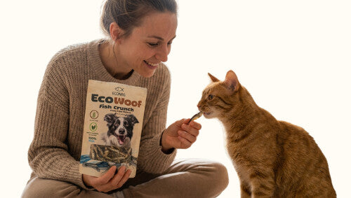 Chat recevant une friandise de sprat séché
