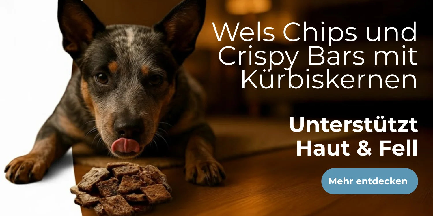 Hund mit knusprigen Fischsnacks
